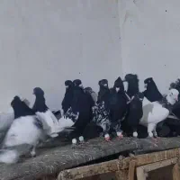 کبوتر کله و سینه. به شرط|پرنده|دره شهر, |دیوار