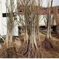 فروش نهال|خدمات باغبانی و درختکاری|بکتاش, |دیوار