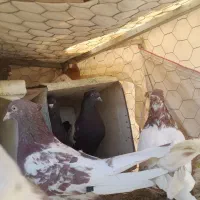 فروش کبوتر کله سرخ وسینه سیاه وپلاکی|پرنده|سمیرم, |دیوار