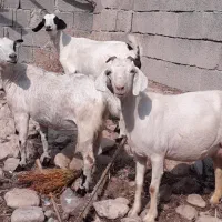 بزآبستن داشتی