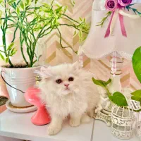 گربه|گربه|شیراز, شهرک گلدشت حافظ‎|دیوار