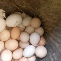 تخم  قو غاز نطفه دار