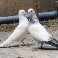 کفتر سفید باجوجه|پرنده|ری, شهادت|دیوار