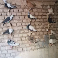 عشقبازی|پرنده|کاشمر, |دیوار