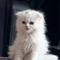 گربه اسکاتیش