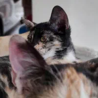 واگذاری بچه گربه رایگان|گربه|رشت, بازار|دیوار