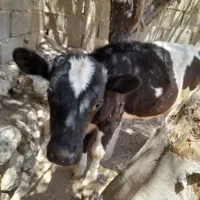 فروش گوساله ماده هلشتاین