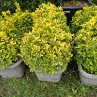 شمشاد نعنایی . پیتسپروم.اکوبا.یوکا.|گل و گیاه طبیعی|رحیم‌آباد, |دیوار