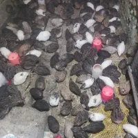 بلدرچین تخم گذار  مرغ شاخدار