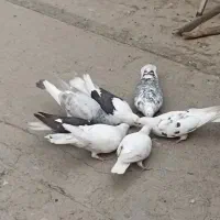 7عدد کبوتر نژاد دار|پرنده|شهریار, شهرک مصطفی خمینی|دیوار