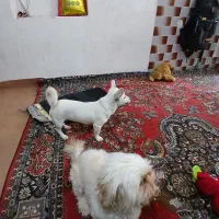 فروش طوله سگ