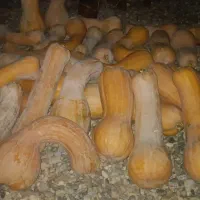 کدو حلوایی کولکه قانزالی