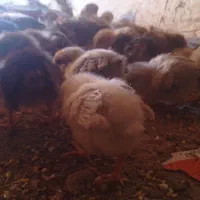 جوجه های طبیعی ۲۰ روزه