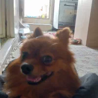 پامرانین روباهی|سگ|تهران, والفجر (افسریه)|دیوار