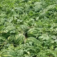 کارشناس کشاورزی/گیاه شناس/حقوق بالای ۵۰ تومن|استخدام صنعتی، فنی، مهندسی|تهران, سلسبیل جنوبی|دیوار