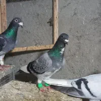 کفتر پلاکی بشرط هوا