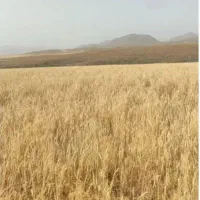 کاه گندم دیم