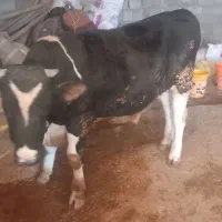 گوساله گوشتی|حیوانات مزرعه|نورآباد, |دیوار