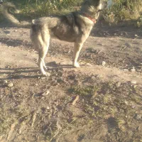 سگ سرابی|سگ|کندوان, |دیوار