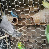 سرگرمی حیوانات  پرنده|پرنده|گرگان, |دیوار