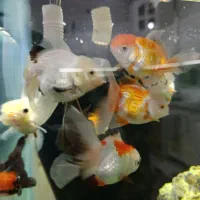 گلدفیش نژادداردرشت|ماهی|شادگان, |دیوار