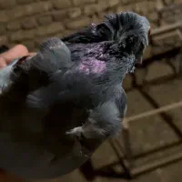 کفتر سینه فر