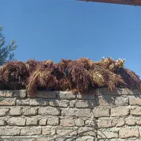 جارو نه بسته