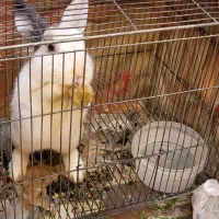 خرگوش|موش و خرگوش|خمینی‌شهر, |دیوار