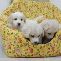 فروش توله اشپیتز شیتزو