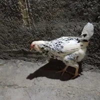 مرغ گلین معاوضه با