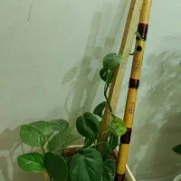 نی فا دیز|سازهای بادی|مشهد, نظام دوست|دیوار