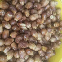 فروش خرمایی قصب ارگانیک