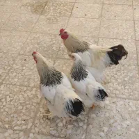 فروش مرغ و خروس برهما|حیوانات مزرعه|شیراز, شهرک کوشکک|دیوار