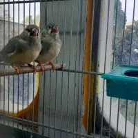 جوجه فنچ کینگ