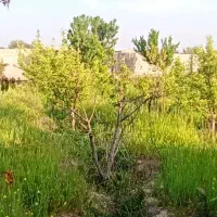 باغ|فروش دفتر صنعتی، کشاورزی، تجاری|چناران, |دیوار