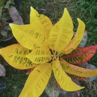 فروشنده خانم نیازمندیم
