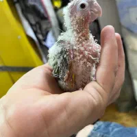 گیرینچیک *دایلوت