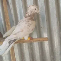 هفرنگ کاکولی وزاغ دم سفید