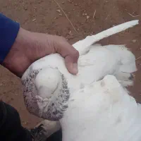 سار نر|پرنده|نیشابور, فضل|دیوار