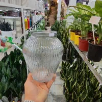 گلدان شیشه ای بامبو خمره شیشه شامپاینی آگلونما ناز|صنایع دستی و سایر لوازم تزئینی|قم, ولیعصر|دیوار