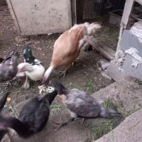 بوقلمون،غاز واردک ومرغ