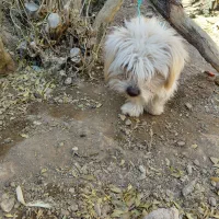 واگذاری اشپیتز