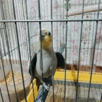 عروس سینامون|پرنده|خرم‌آباد, |دیوار