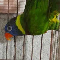 طوطی لری نر|پرنده|سلمان‌شهر, |دیوار