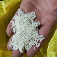 برنج عنبربو به صورت عمده