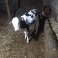 گوساله ماده سرحال