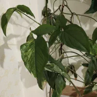 گل سینگینیوم|گل و گیاه طبیعی|بیرجند, |دیوار