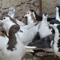 رنگه دانه ۱۸۰|پرنده|مشهد, کوشش|دیوار