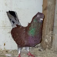 کبوتر سرخ سرور|پرنده|آستانه اشرفیه, |دیوار