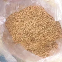 چلتیک چمپا،صالحان